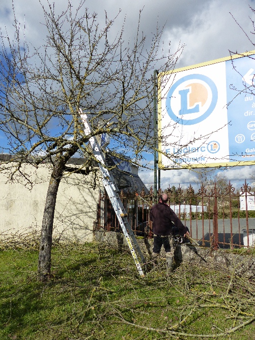 Pommier bien clairci